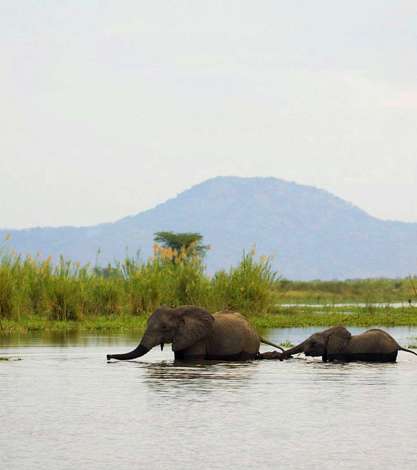 Elephants Crossing Water Hole, Malawi, Africa