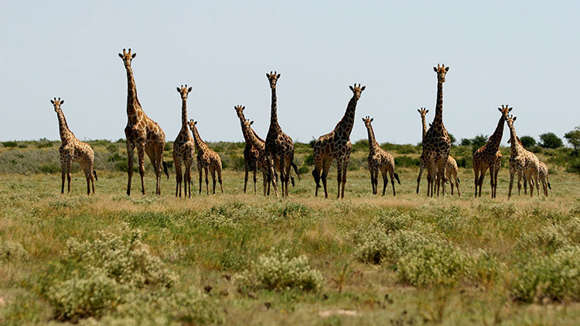 Giraffes, Tau Pan Camp, Kalahari, Botswana