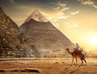 Camel infront of the Pyramids in sunset, Cairo, Egypt