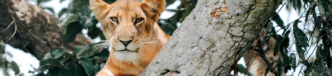 Lion Lounging in Tree, Queen Elizabeth National Park, Uganda 