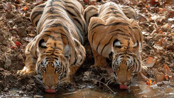 Tigers Tadoba Andhari Tiger Reserve Chandrapur, India