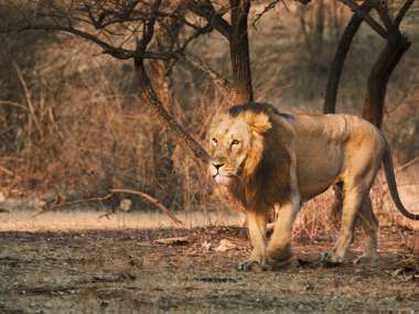 Asiatic Lion, Gir National Park, India