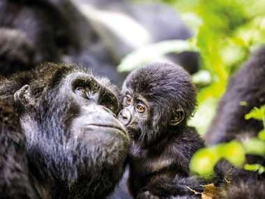 Gorilla with baby, Uganda