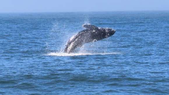 Whale Walvis Bay