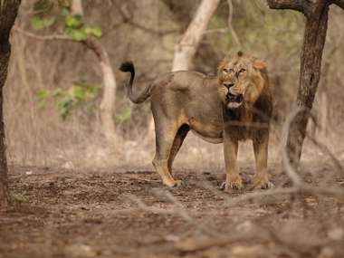Lion, Gir National Park, India