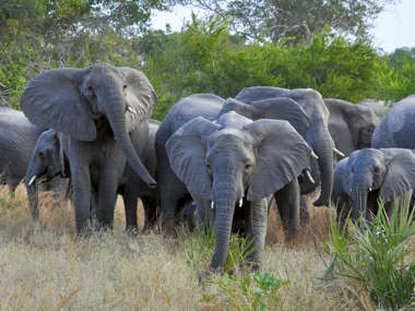 Herd of Elephants, Saadani