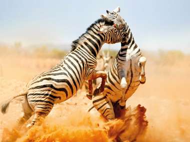 Zebras Fighting, Etosha National Park, Namibia