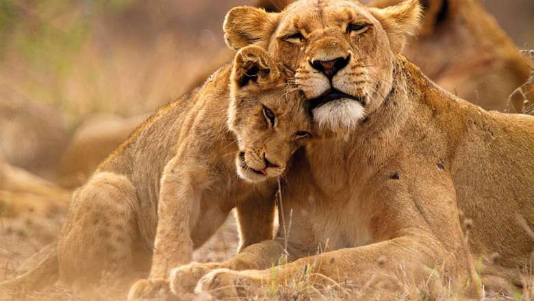 Lioness and Cub, Kruger National Park, South Africa