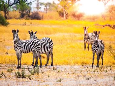 Zebras, Moremi Game Reserve, Okavango Delta, Botswana 