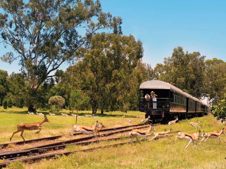 Shongololo Express Train, Springbok running past track, Namibia