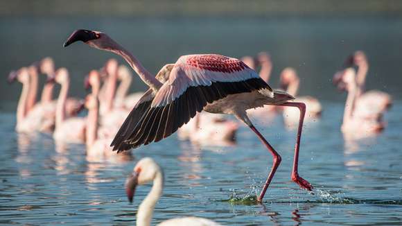 Flamingo, Lake Navasha Extension, Kenya