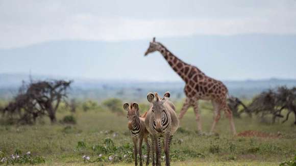 Mugie House, Laikipia, Namibia, Zebras And Giraffe