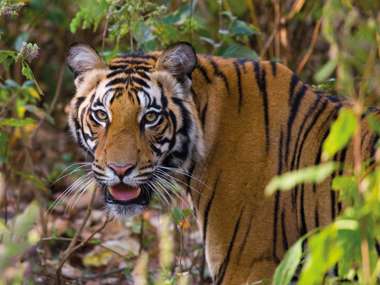 Wild Tiger, Bandhavgarh National Park, India