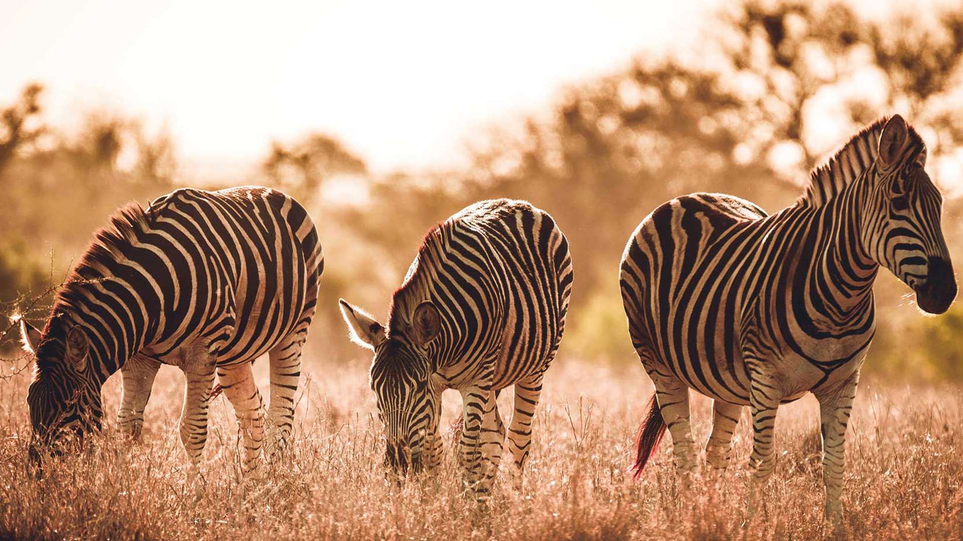Zebra, South Africa
