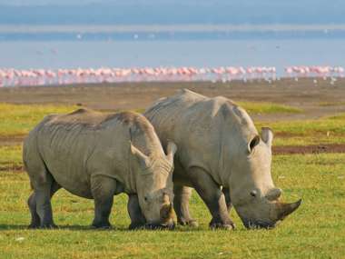 Rhinos, Lake Nakuru National Park, Kenya