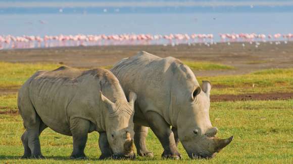 Rhinos, Lake Nakuru National Park, Kenya