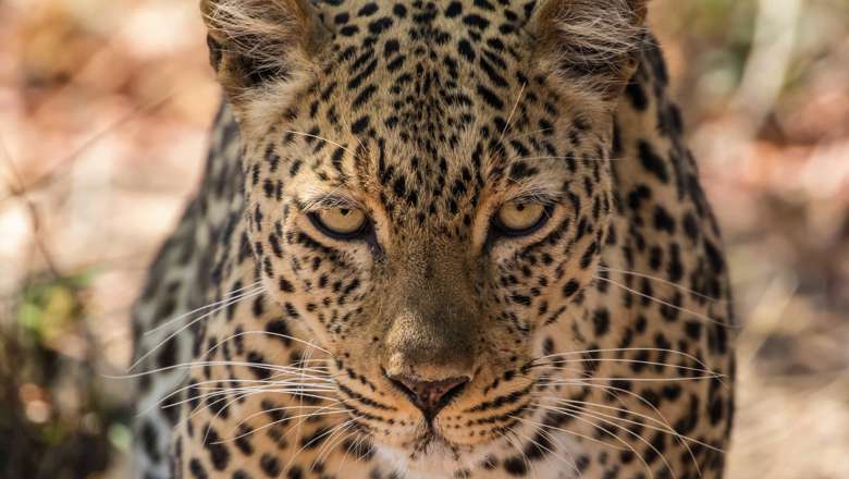 An African Leopard, Zambia