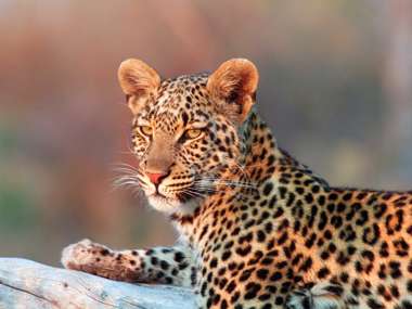 Leopard Okavango Delta Botswana Shutterstock 228124972