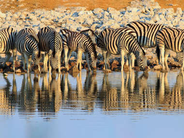 Zebra Drinking At A Waterhole, Etosha National Park