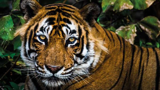 Royal Bengal Tiger, Ranthambore National Park, India