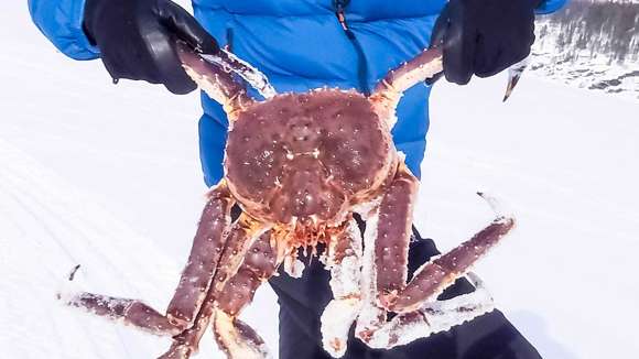 King Crab Fishing, Norway