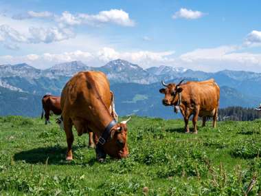 Cows, Semnoz, Annecy, France