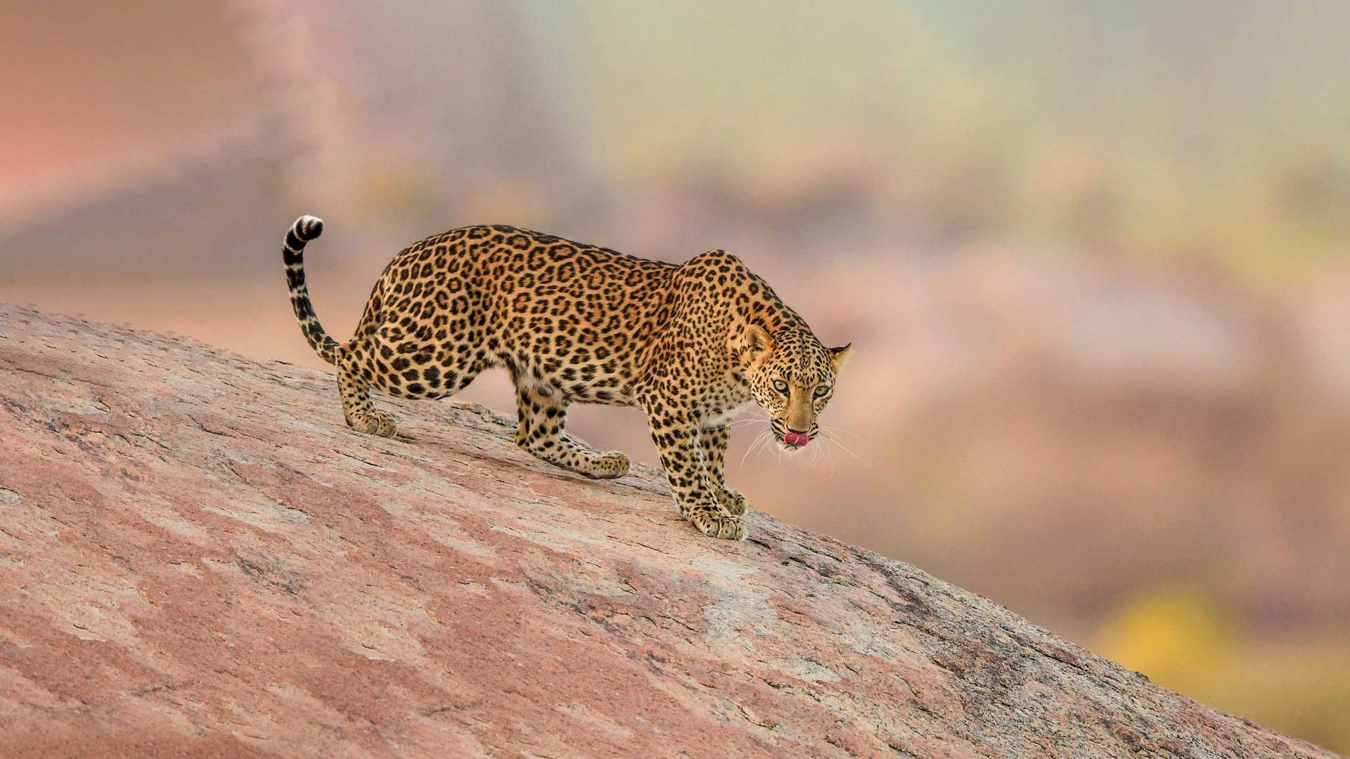 Leopard On The Hills Of Jawai, India