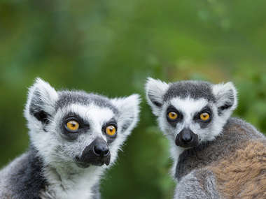 Lemur, Madagascar