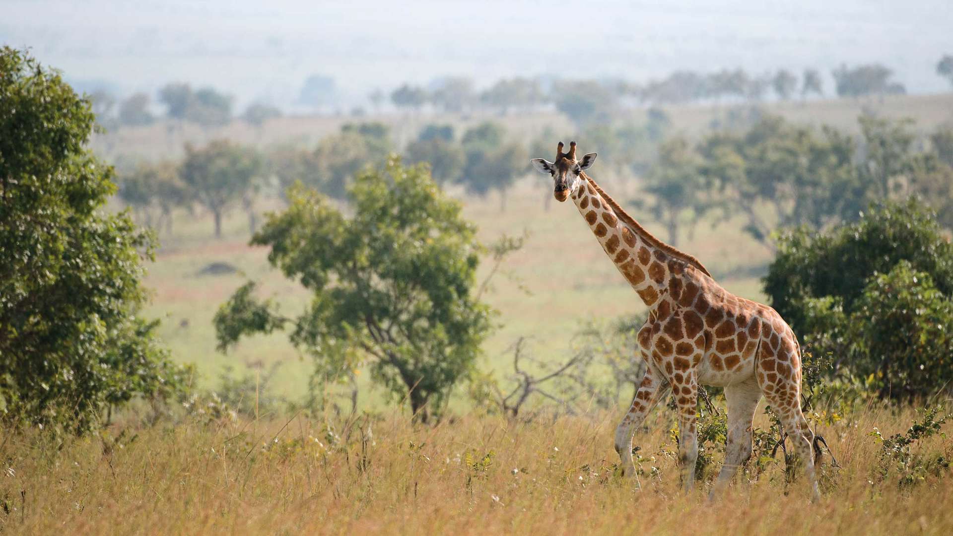Giraffe walking in the Savanna, Queen Elizabeth National Park, Uganda