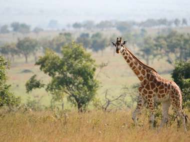 Giraffe walking in the Savanna, Queen Elizabeth National Park, Uganda