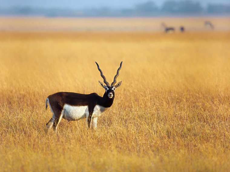 Blackbuck Antelope, India