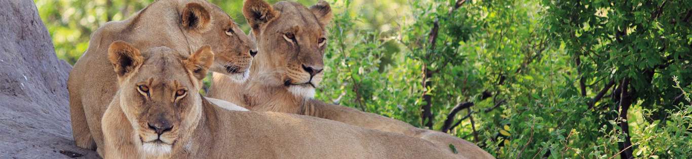 Lions, Hwange National Park, Zimbabwe