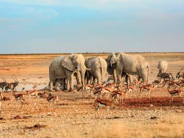 Herd Of Elephants, drinking from a waterhole, Etosha National Park, Namibia