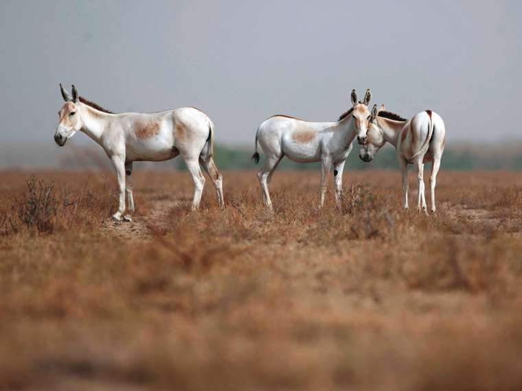 Donkeys, India