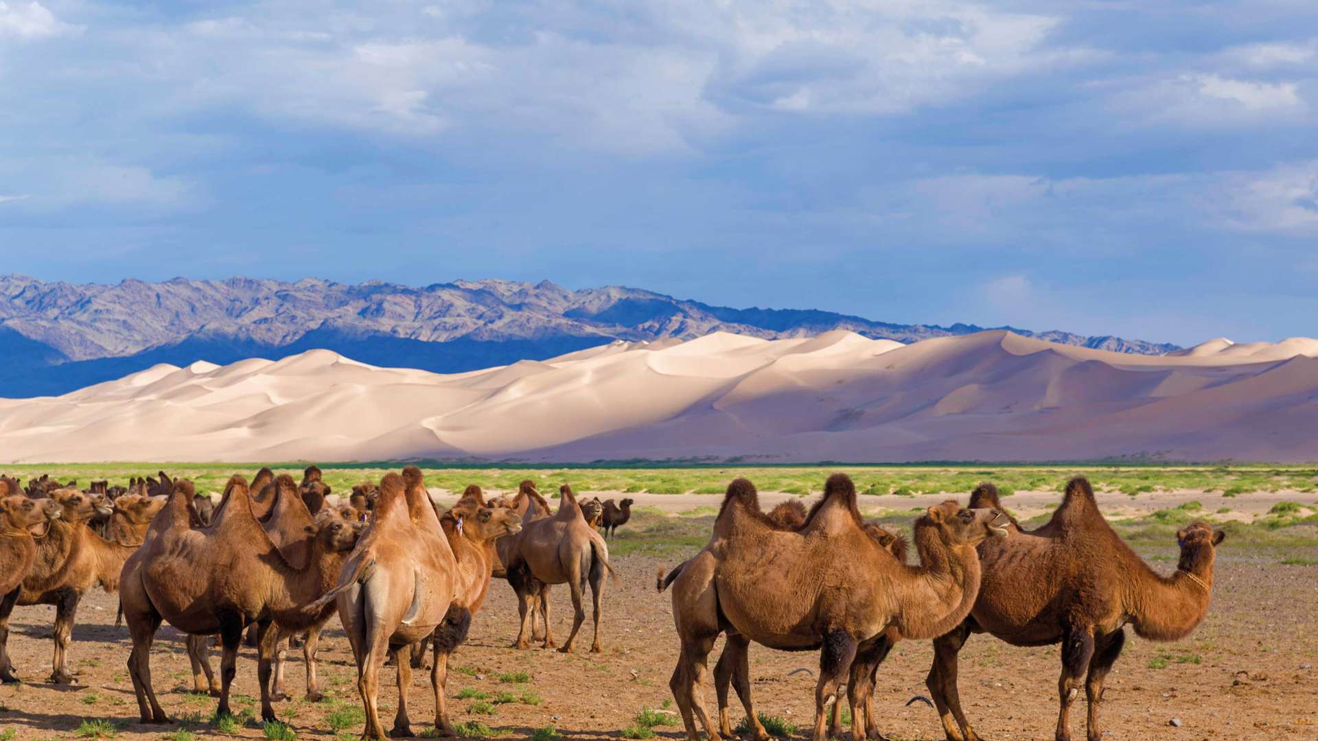 Camels In Gobi Desert, Mongolia