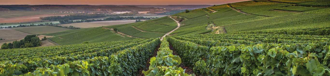 Vineyards In The Champagne Region, France