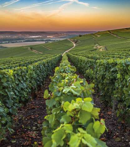 Vineyards In The Champagne Region, France