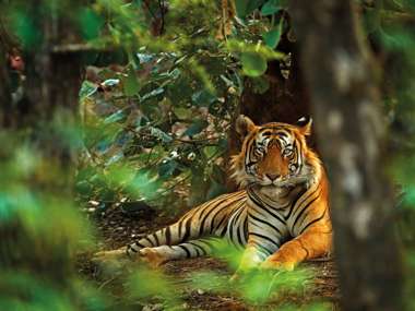 Indian Tiger, Ranthambore, India