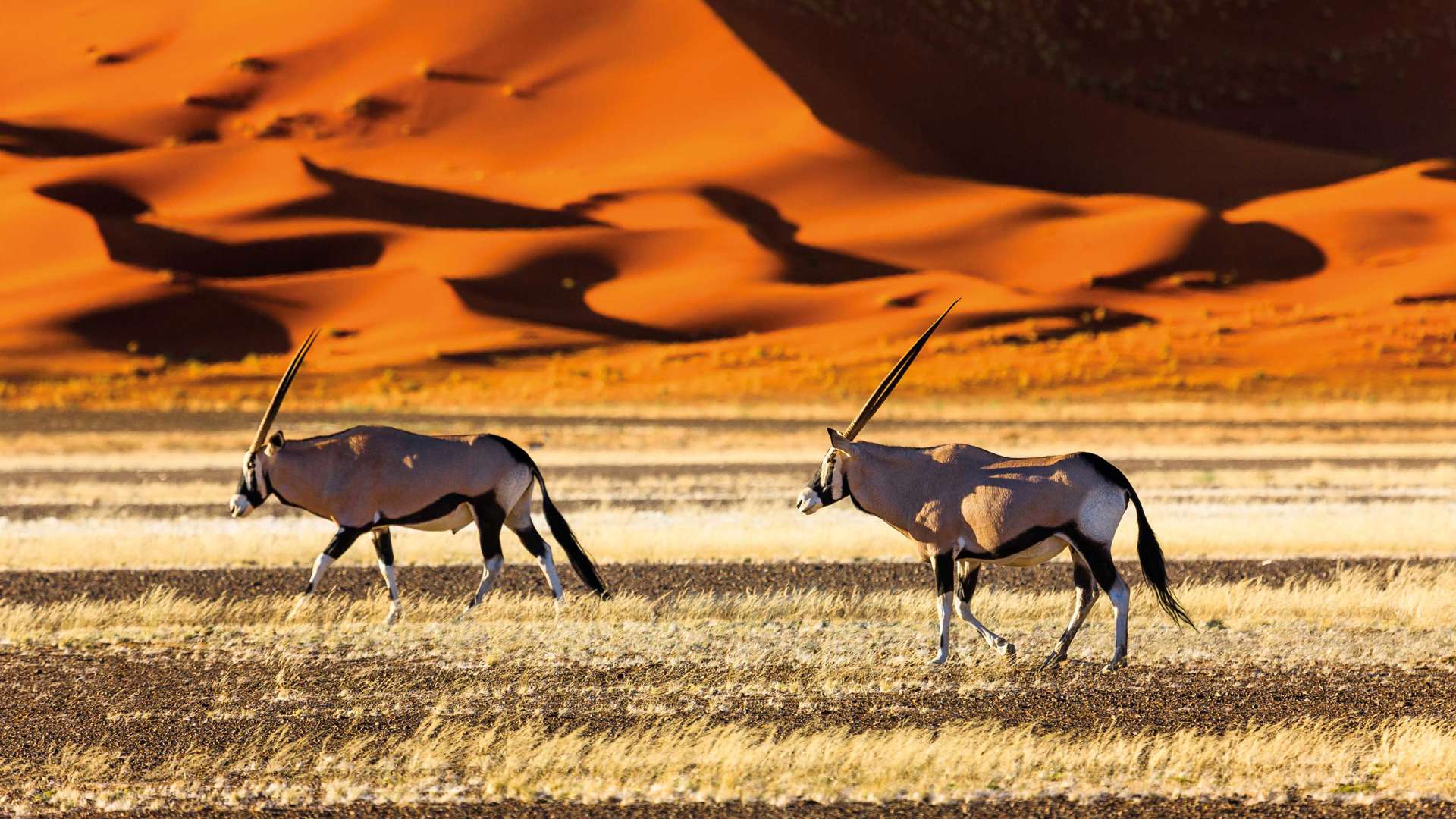 Oryx, Sossusvlei, Namibia