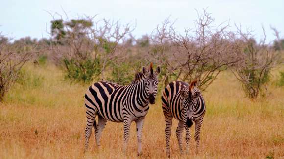 Game Drive, Kruger National Park