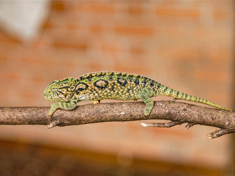 Chameleon On Branch, Madagascar