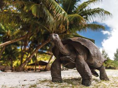 Tortoise On Beach, Seychelles