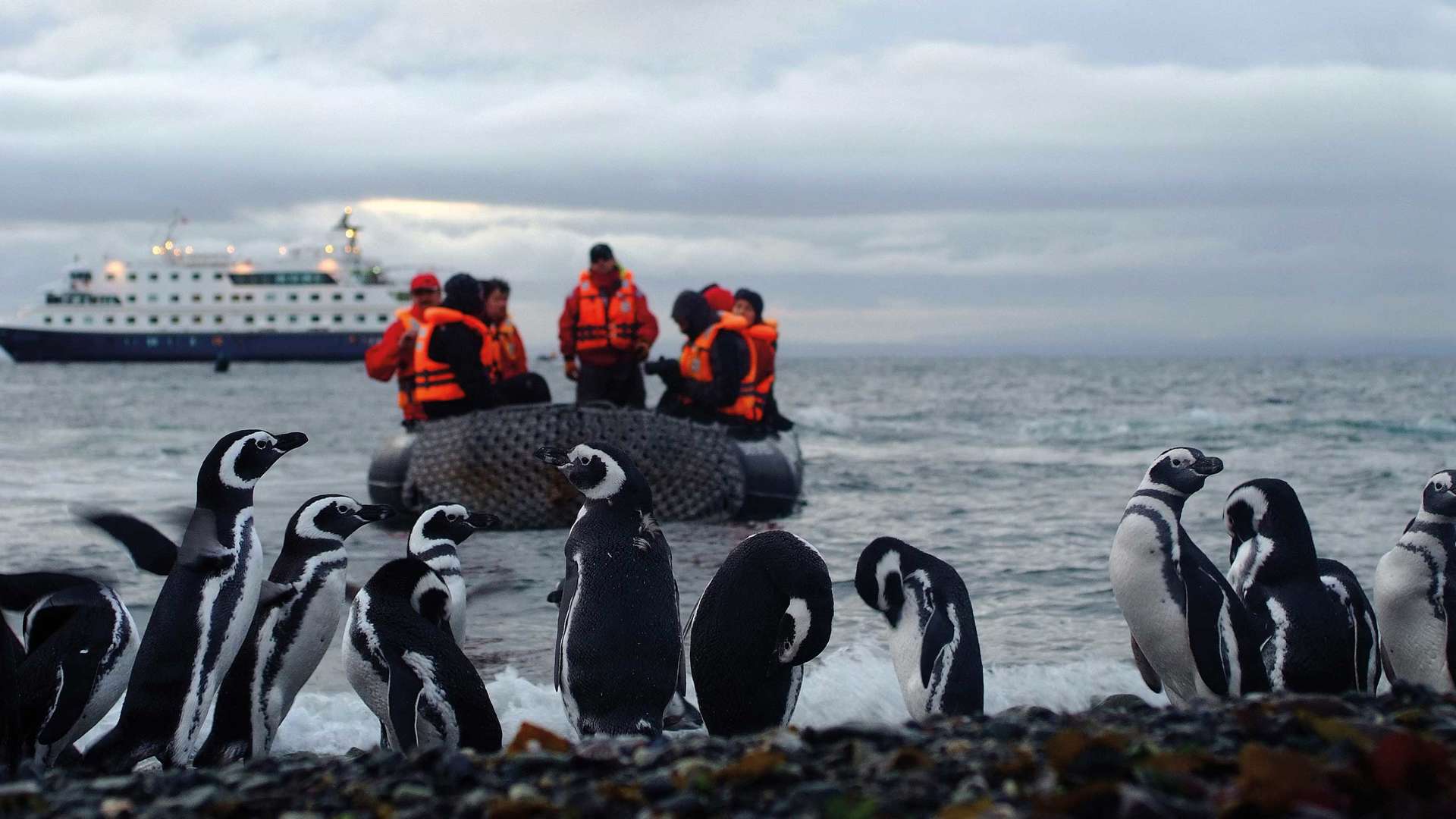 Penguins on shore, Argentina