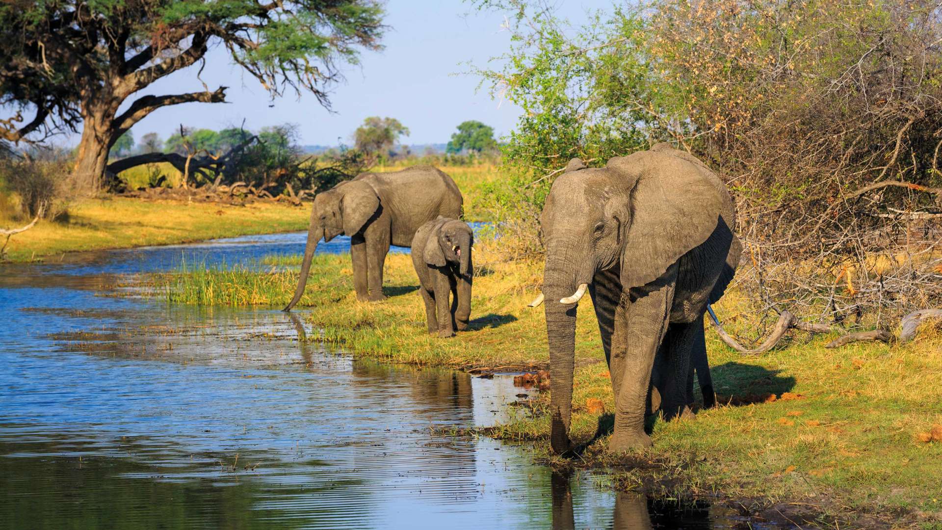 Elephants at Waterhole, Mudumu National Park, Namibia