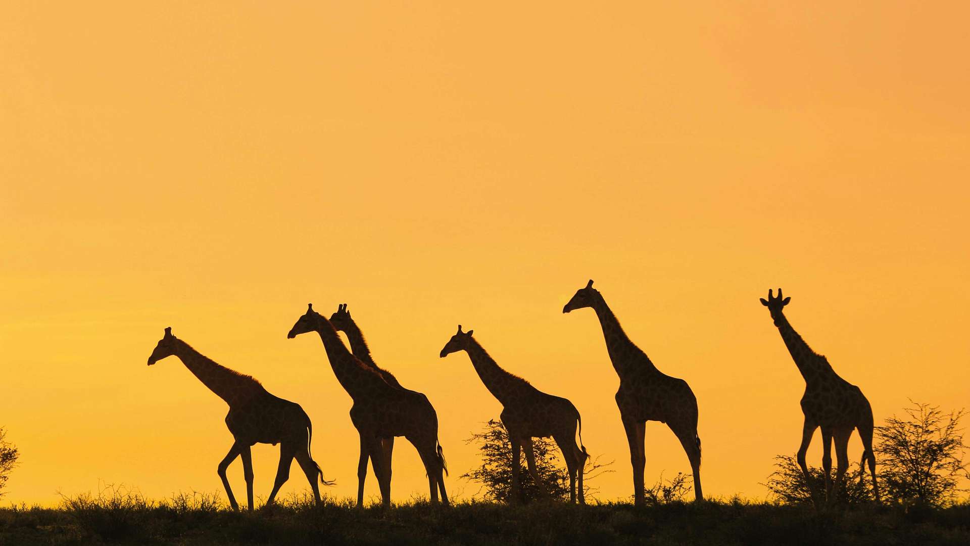 Giraffes at Sunset, Kenya 