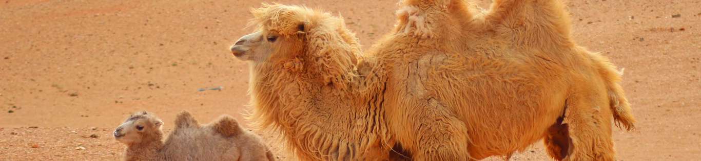 Camels Gobi Desert, Mongolia