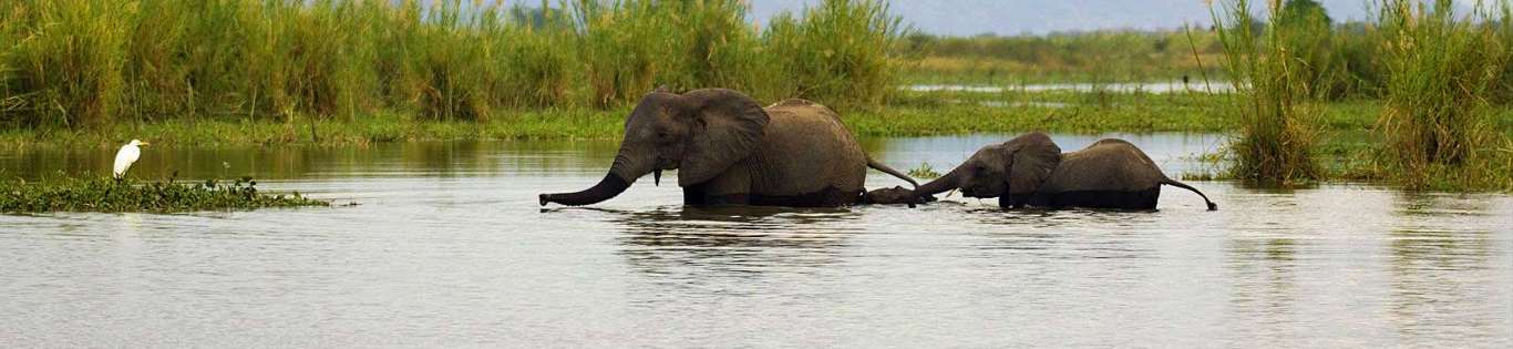 Elephants Crossing Water Hole, Malawi, Africa