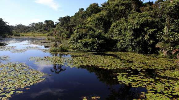 Amazon Rain Forest In Puerto Mladonado, Peru