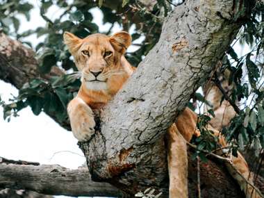 Lion Lounging in Tree, Queen Elizabeth National Park, Uganda 